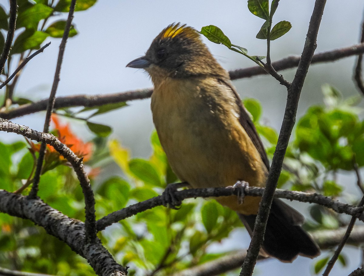 Black-goggled Tanager - José Silvestre Vieira