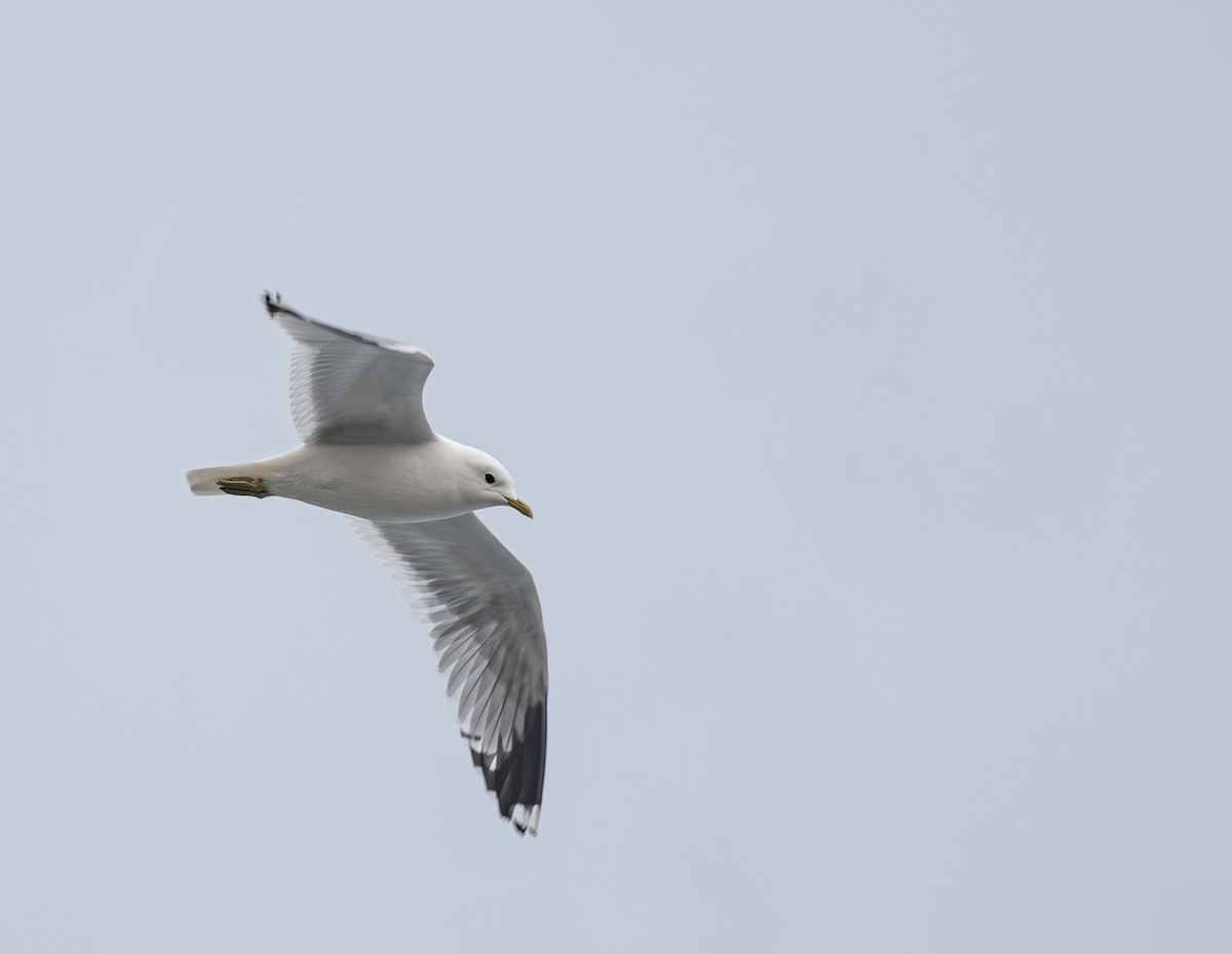 Common Gull - ML617418642