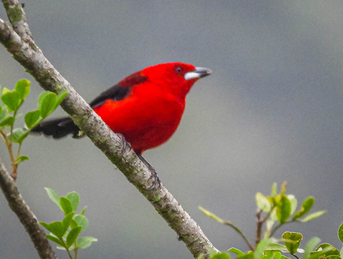 Brazilian Tanager - José Silvestre Vieira