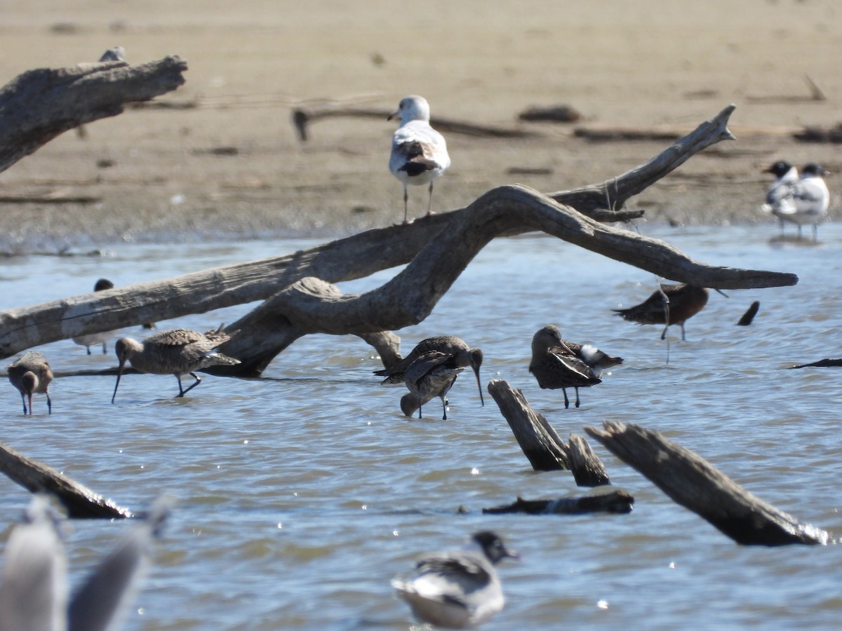 Marbled Godwit - ML617418657