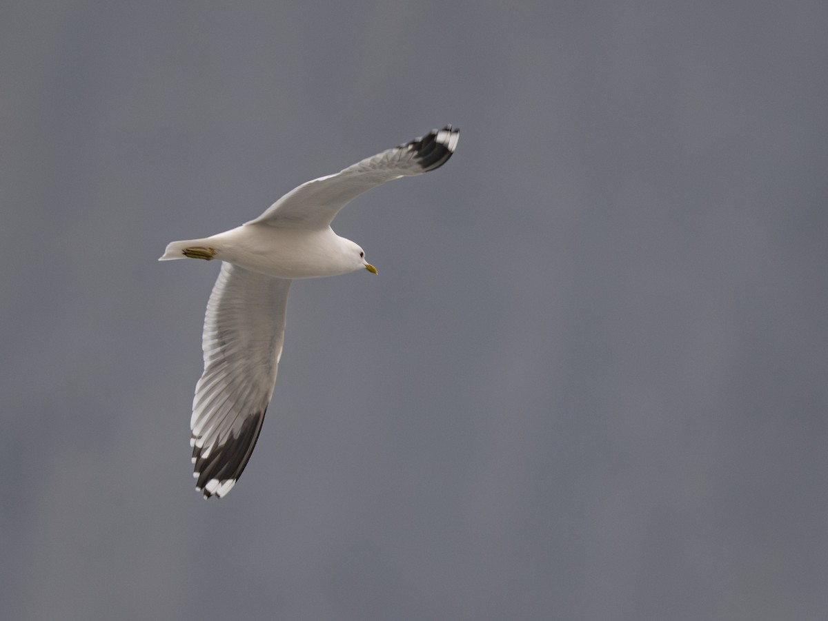 Common Gull - ML617418661