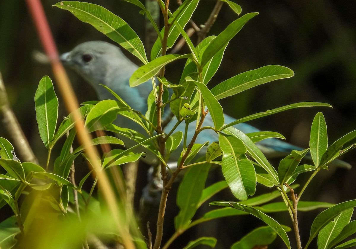 Sayaca Tanager - José Silvestre Vieira