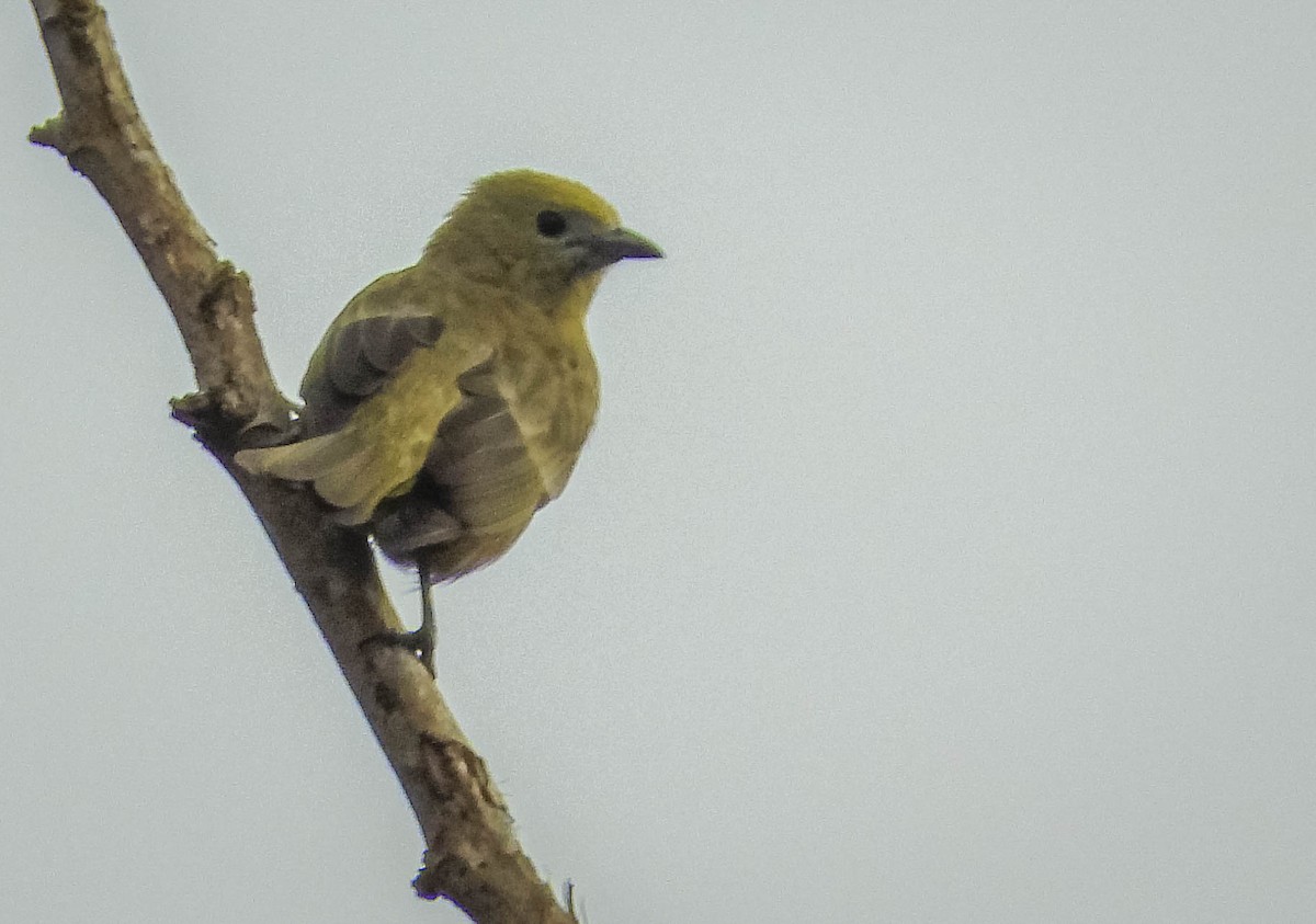 Palm Tanager - José Silvestre Vieira