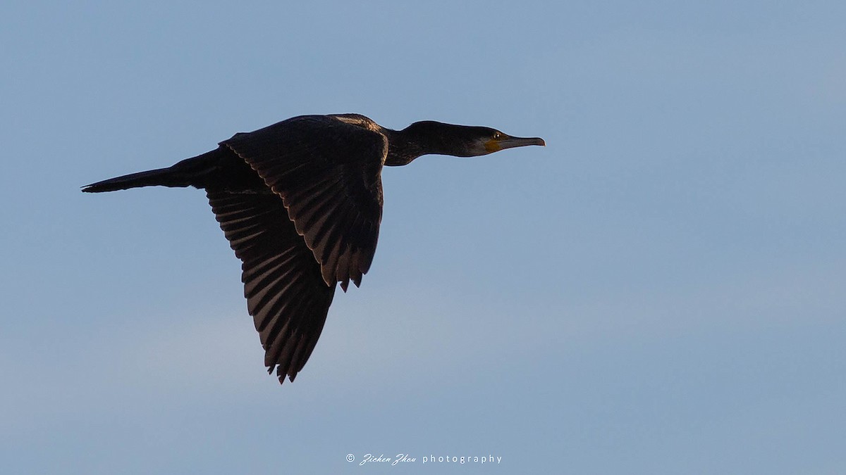 Great Cormorant - ML617418680