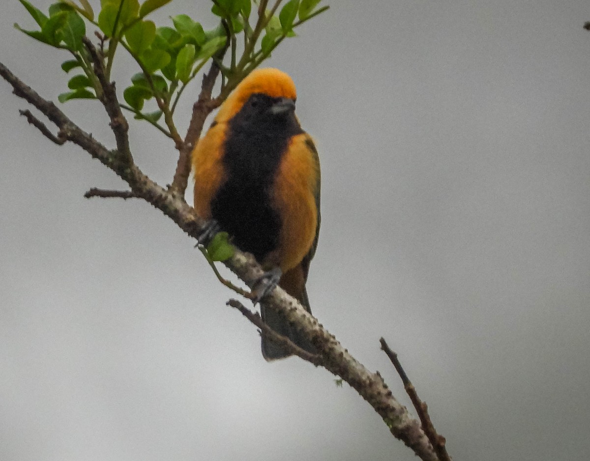 Burnished-buff Tanager - José Silvestre Vieira