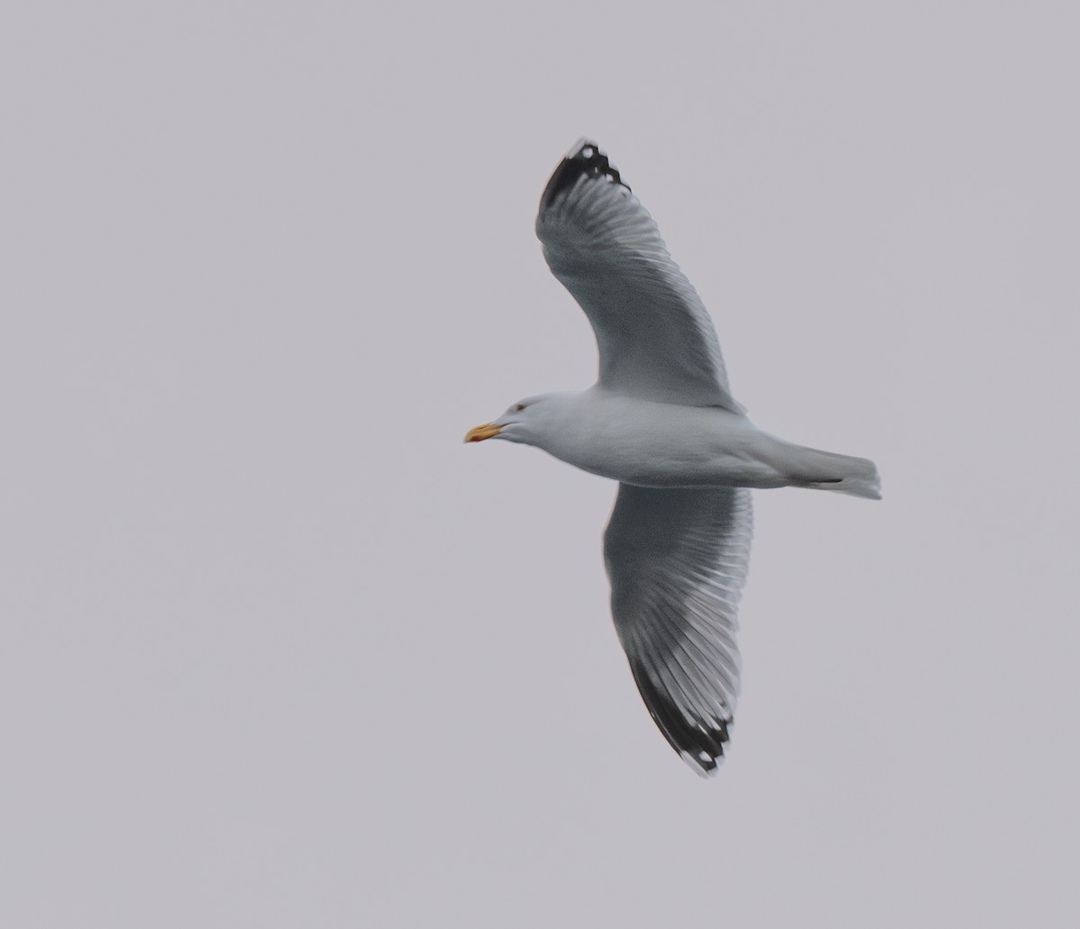 Gaviota Argéntea - ML617418688