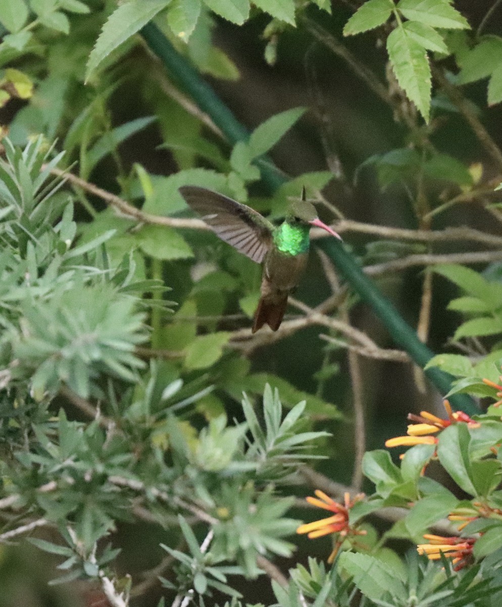 Buff-bellied Hummingbird - ML617418690
