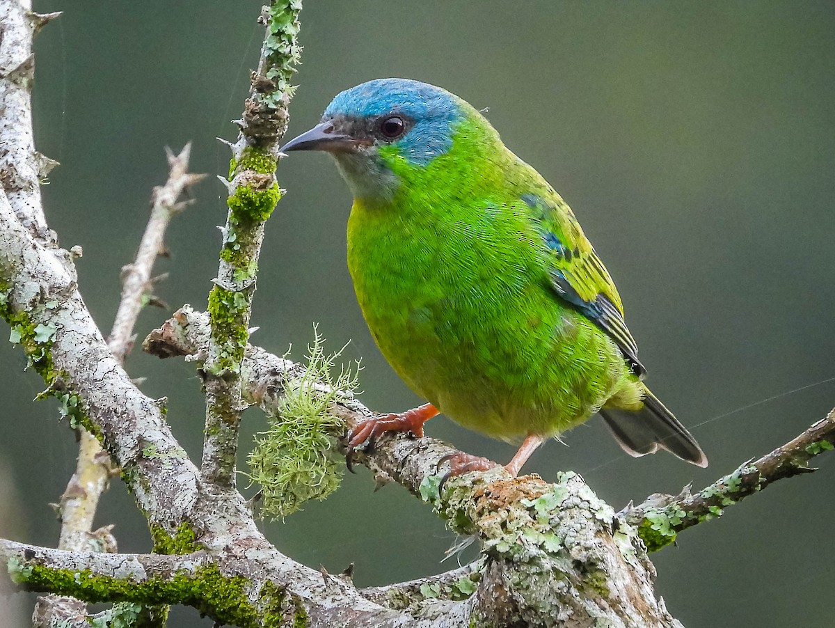 Blue Dacnis - José Silvestre Vieira