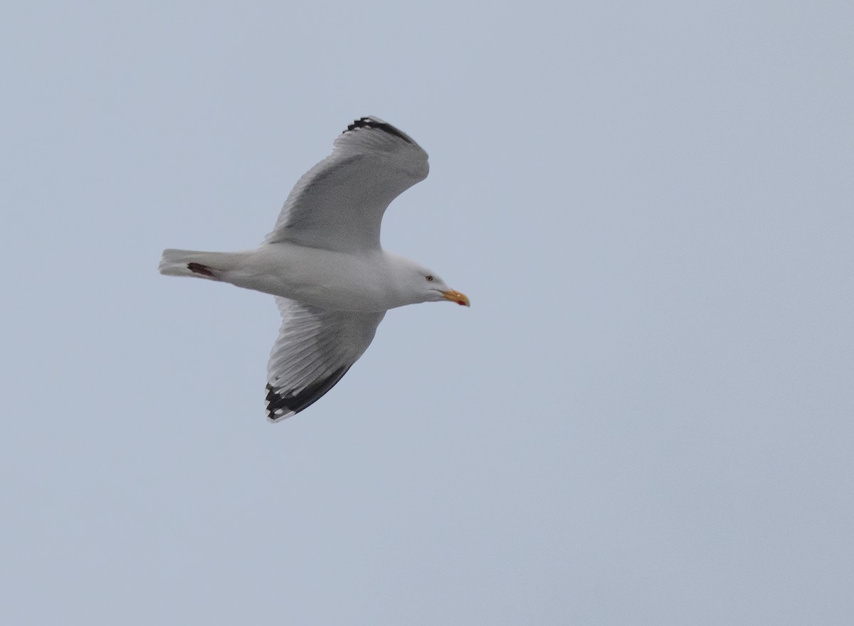 Herring Gull - jimmy Yao