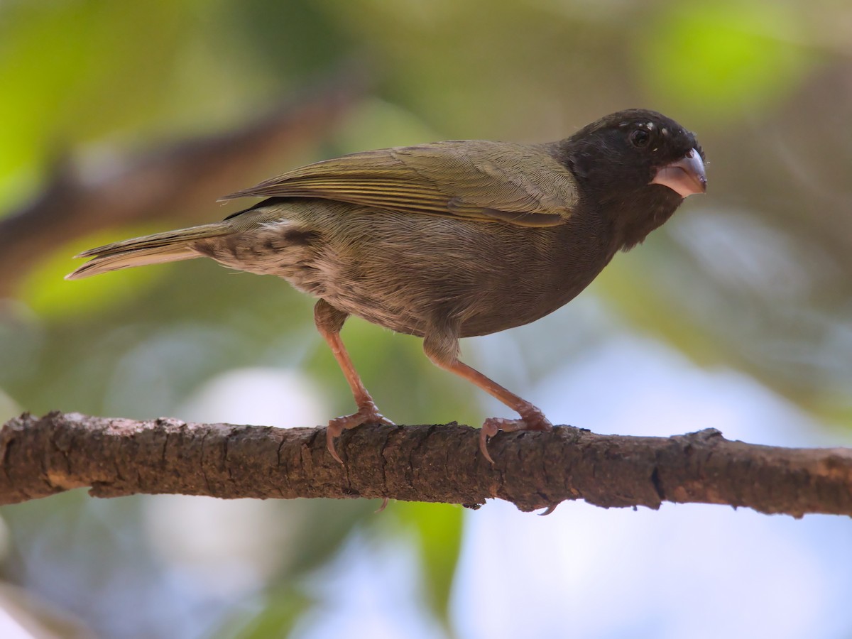 Black-faced Grassquit - ML617418712