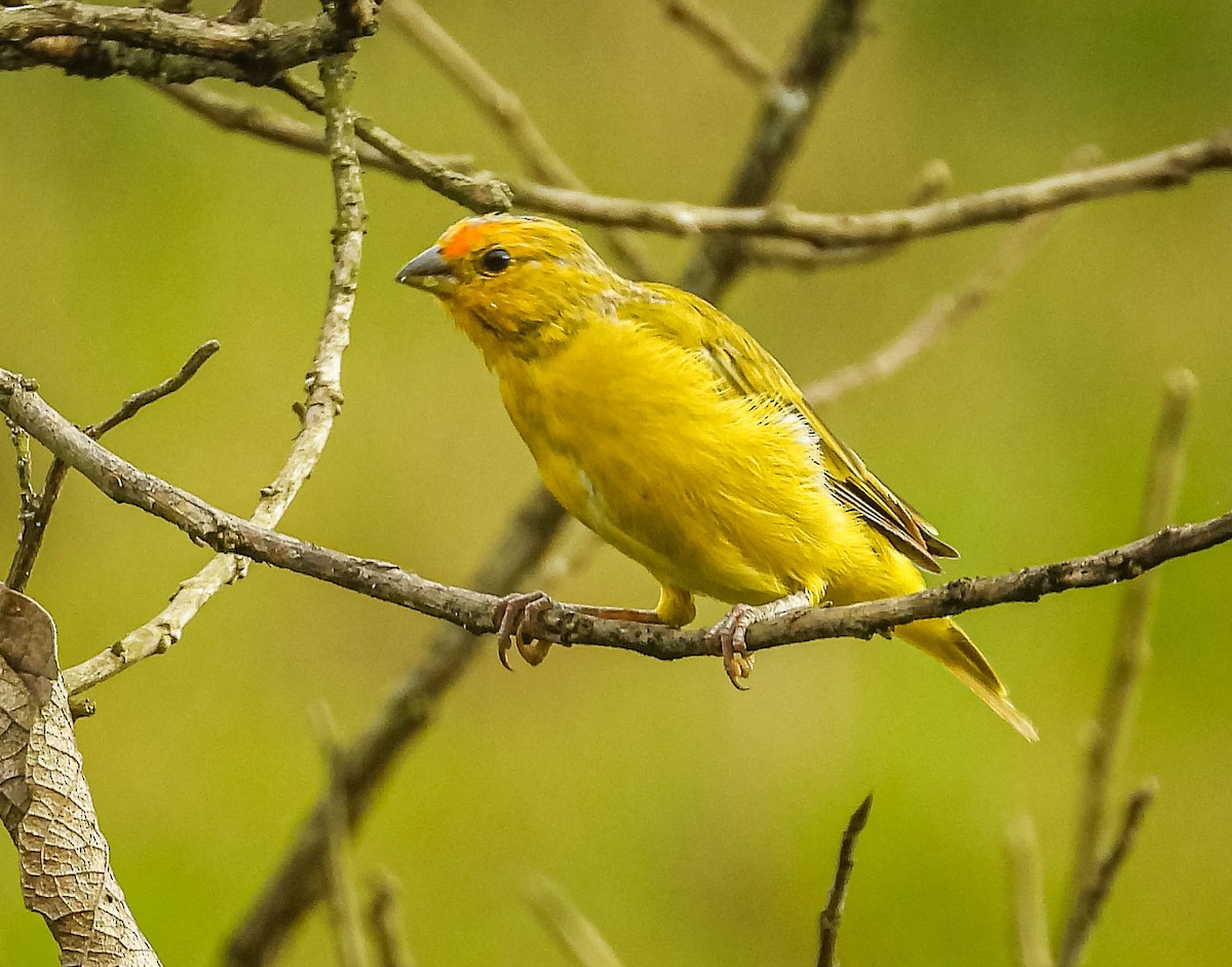 Saffron Finch - José Silvestre Vieira