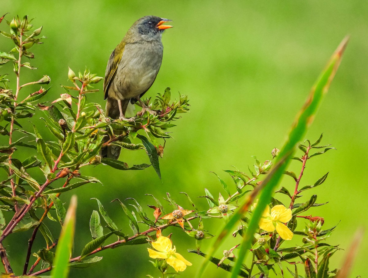 Great Pampa-Finch - José Silvestre Vieira