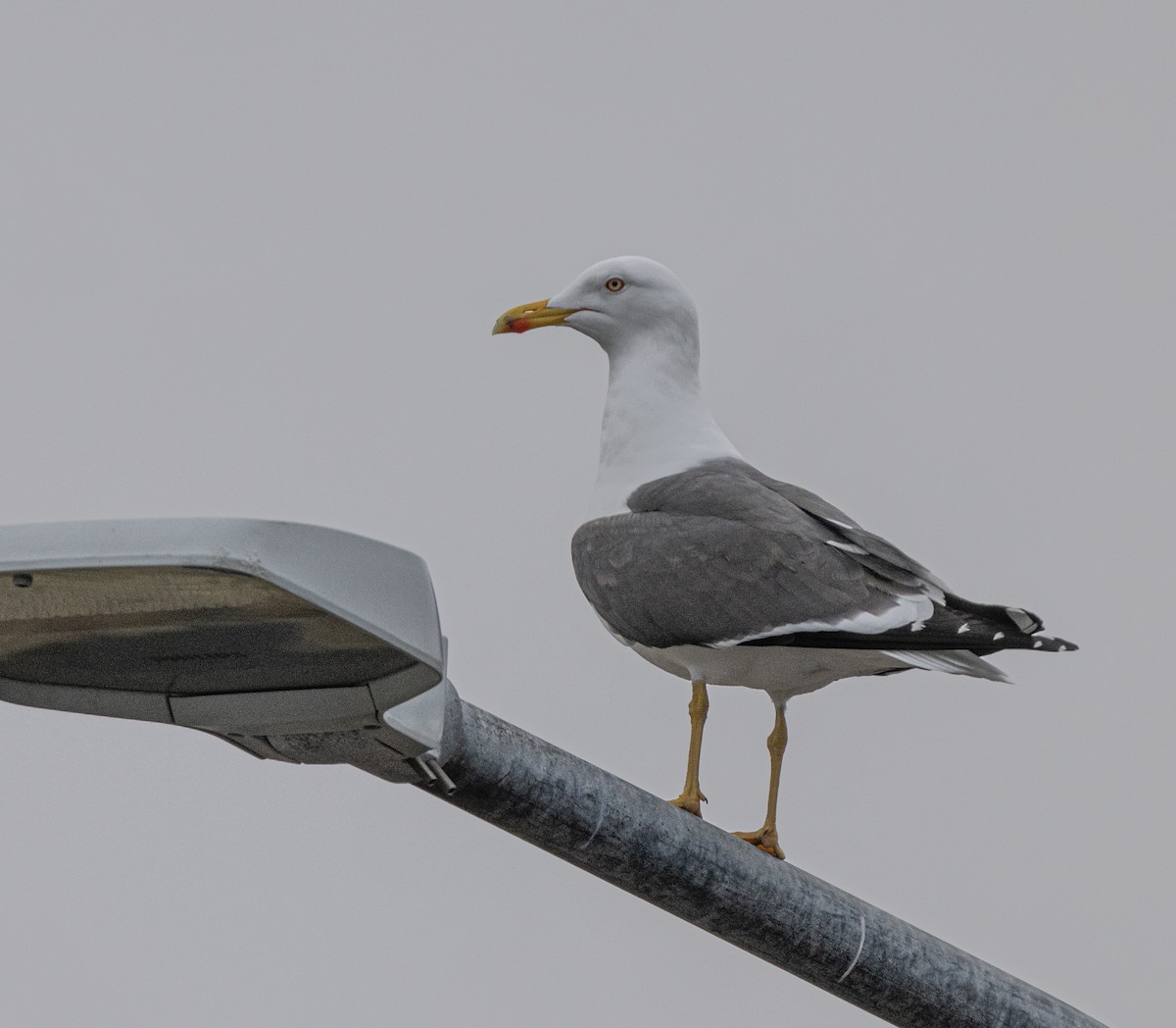 Lesser Black-backed Gull - jimmy Yao