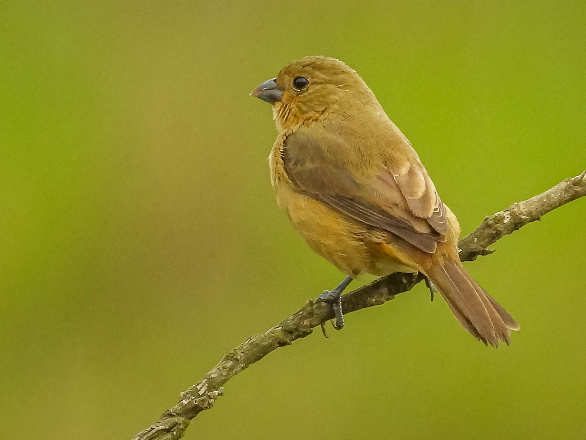 Yellow-bellied Seedeater - José Silvestre Vieira