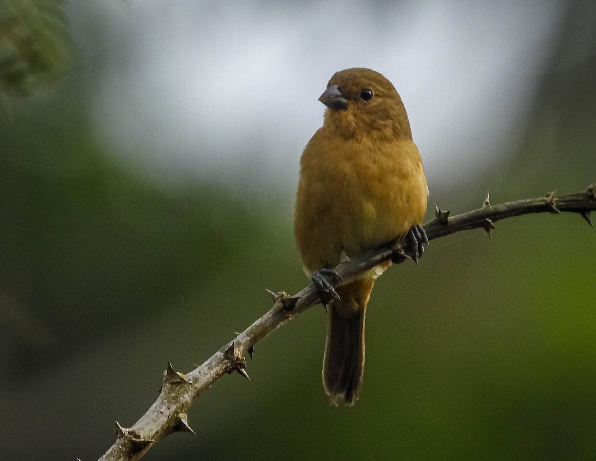 Yellow-bellied Seedeater - José Silvestre Vieira