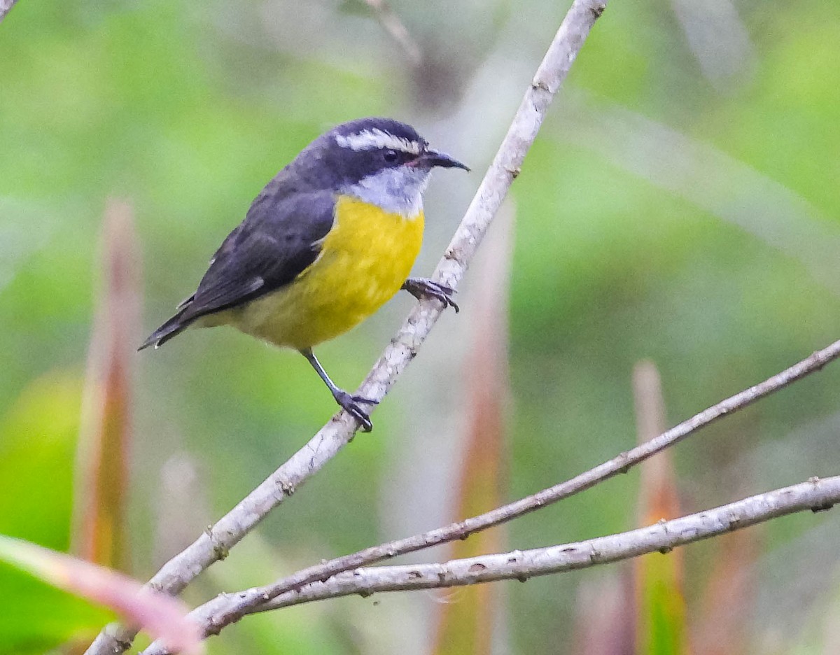 Bananaquit - José Silvestre Vieira