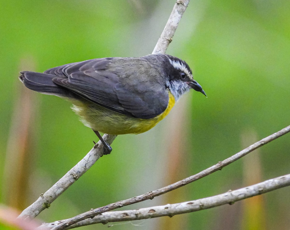 Bananaquit - José Silvestre Vieira