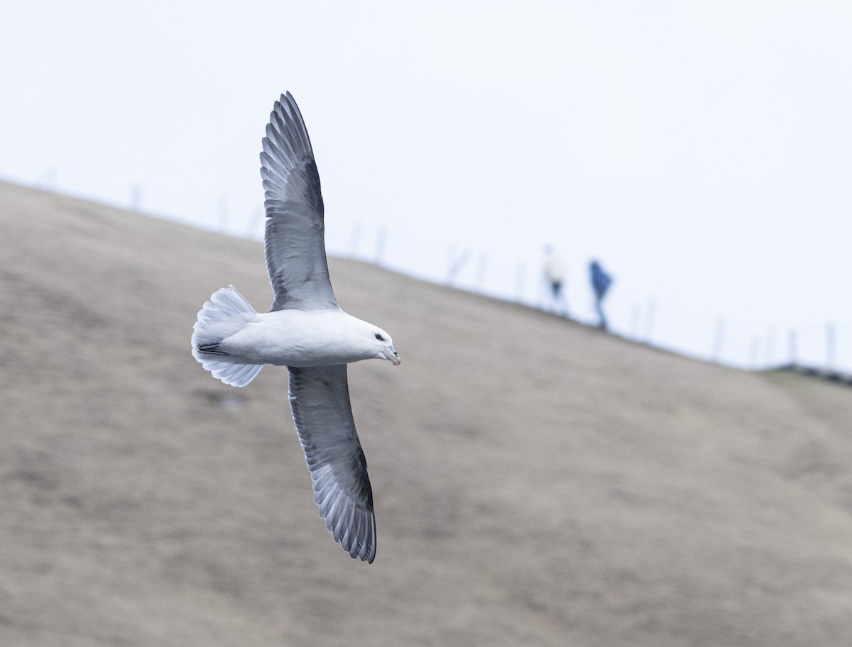 Northern Fulmar - jimmy Yao