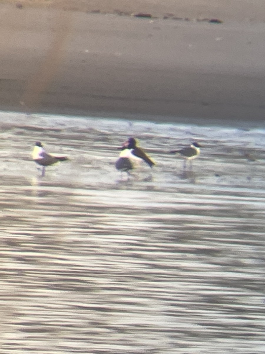 Laughing Gull - ML617418762