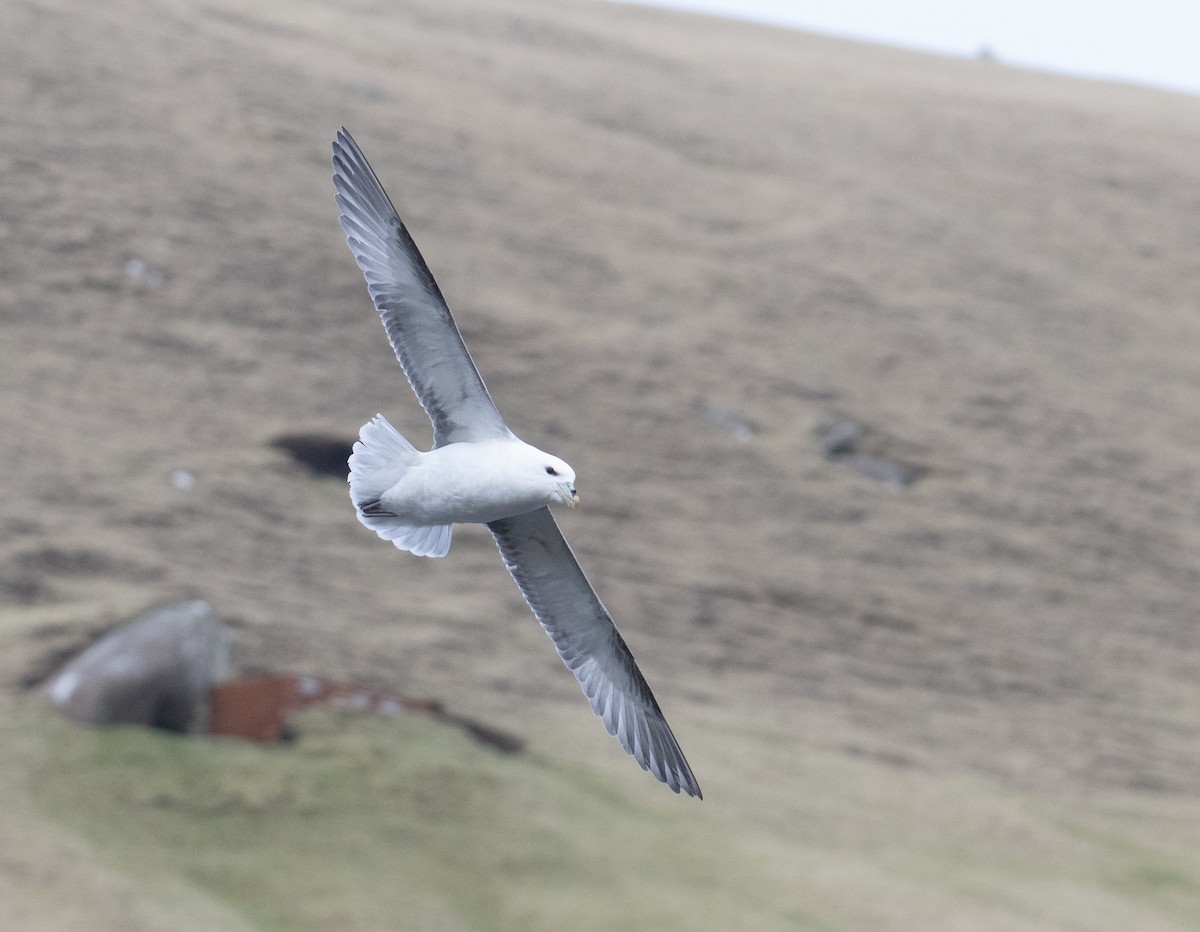 Northern Fulmar - jimmy Yao