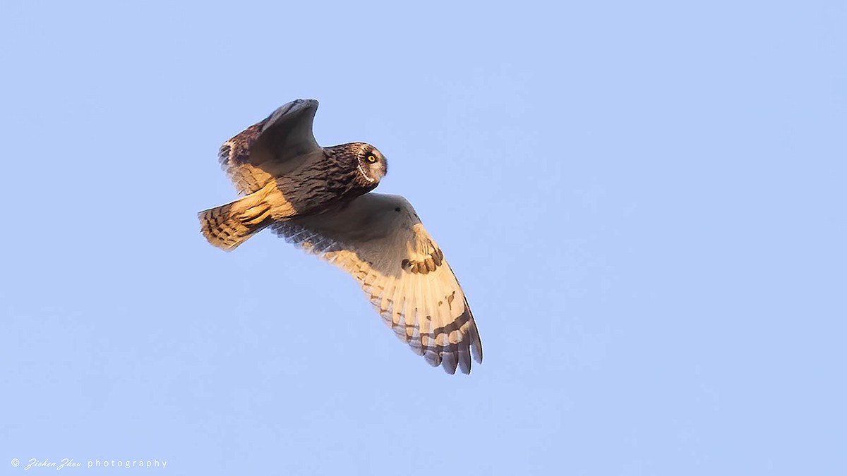 Short-eared Owl - ML617418772