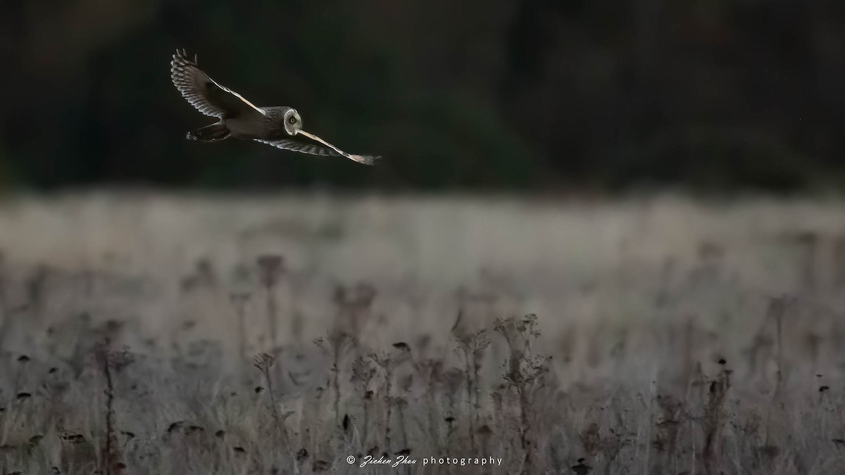 Hibou des marais - ML617418773