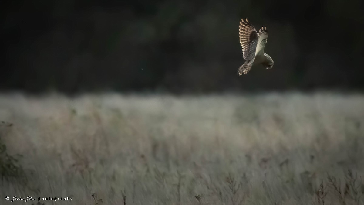 Short-eared Owl - ML617418775