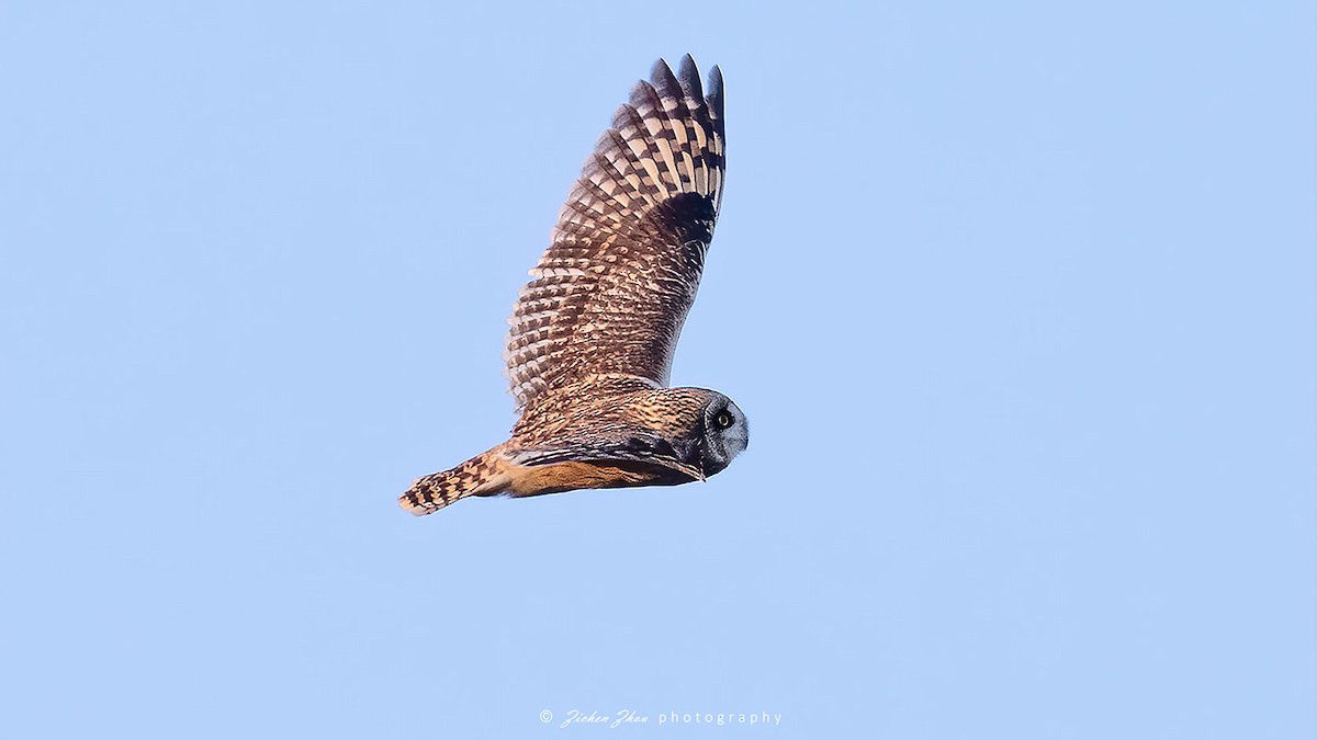 Short-eared Owl - ML617418776