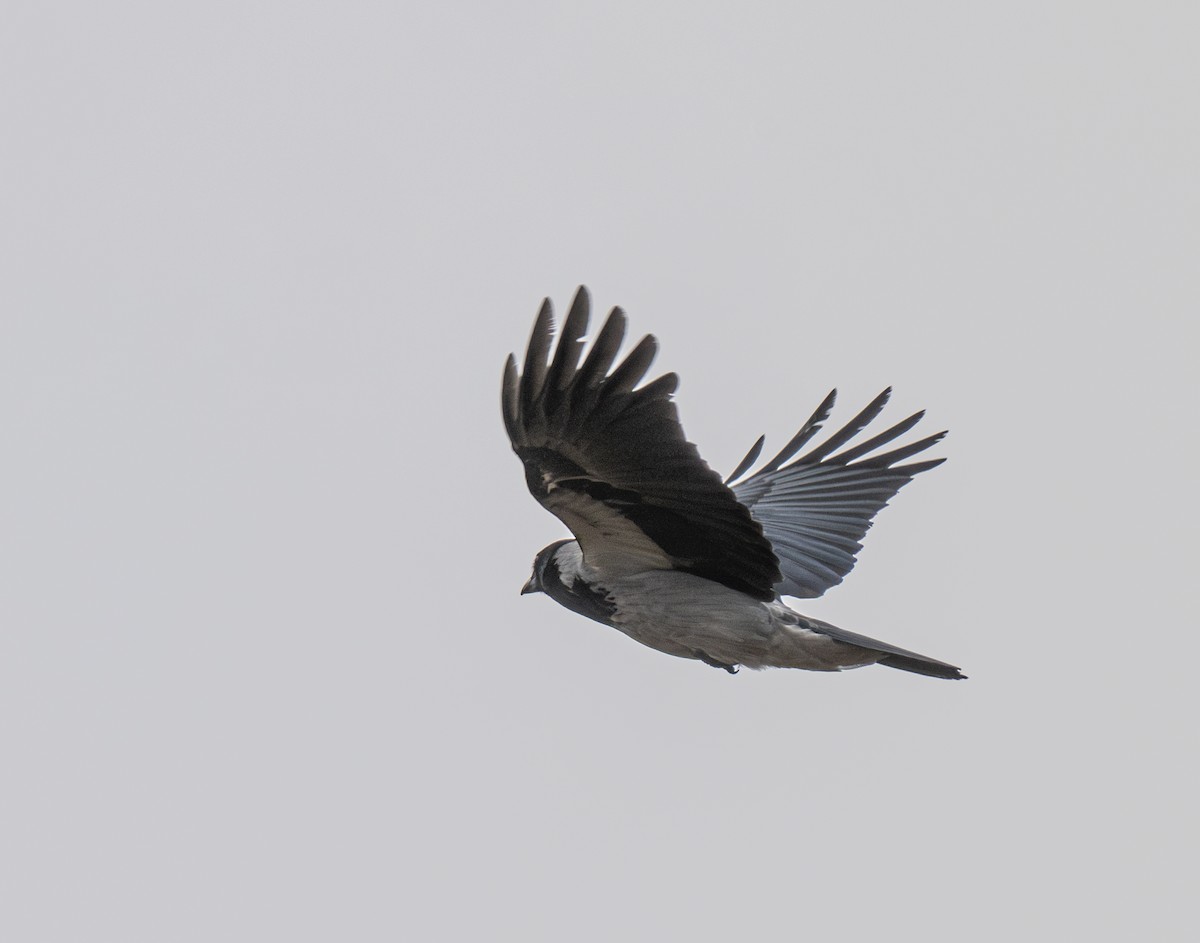 Hooded Crow - jimmy Yao