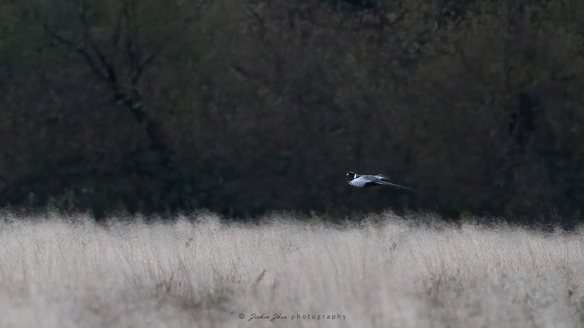 Ring-necked Pheasant - ML617418824