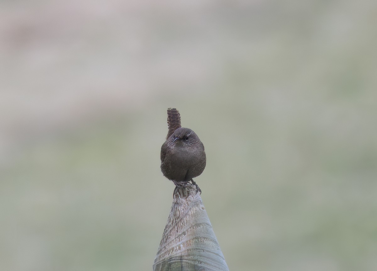 Eurasian Wren - jimmy Yao