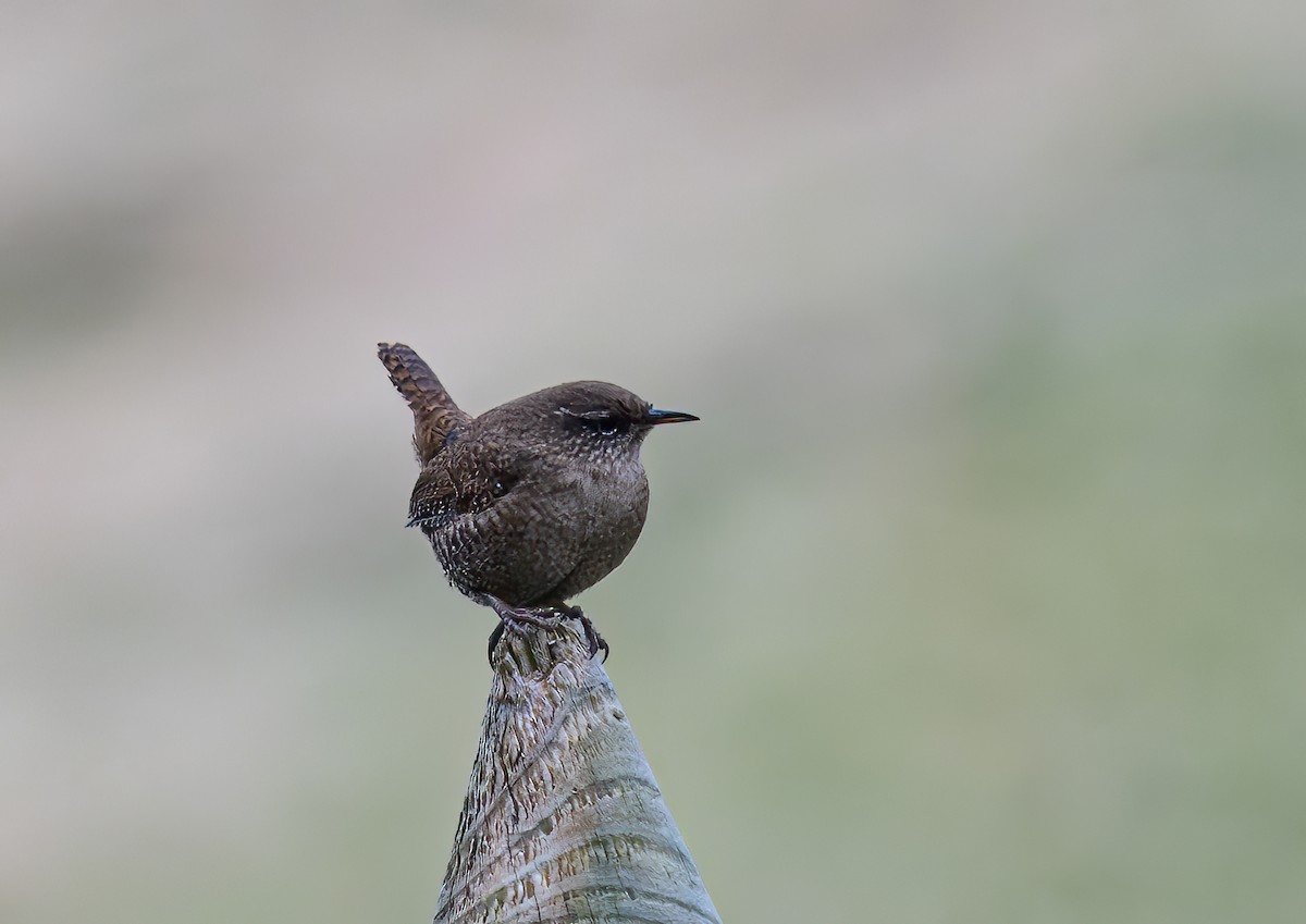 Eurasian Wren - jimmy Yao