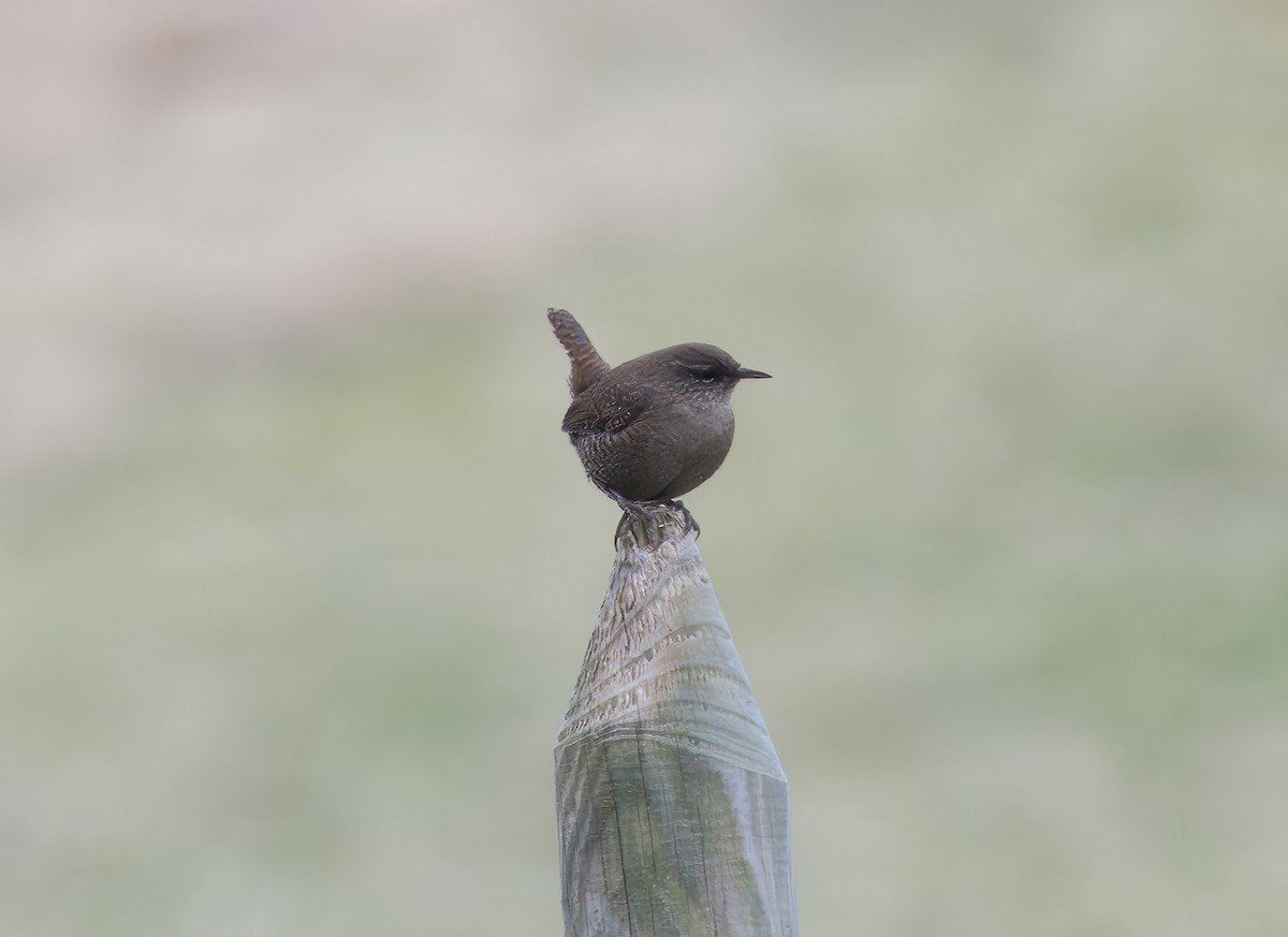 Eurasian Wren - jimmy Yao