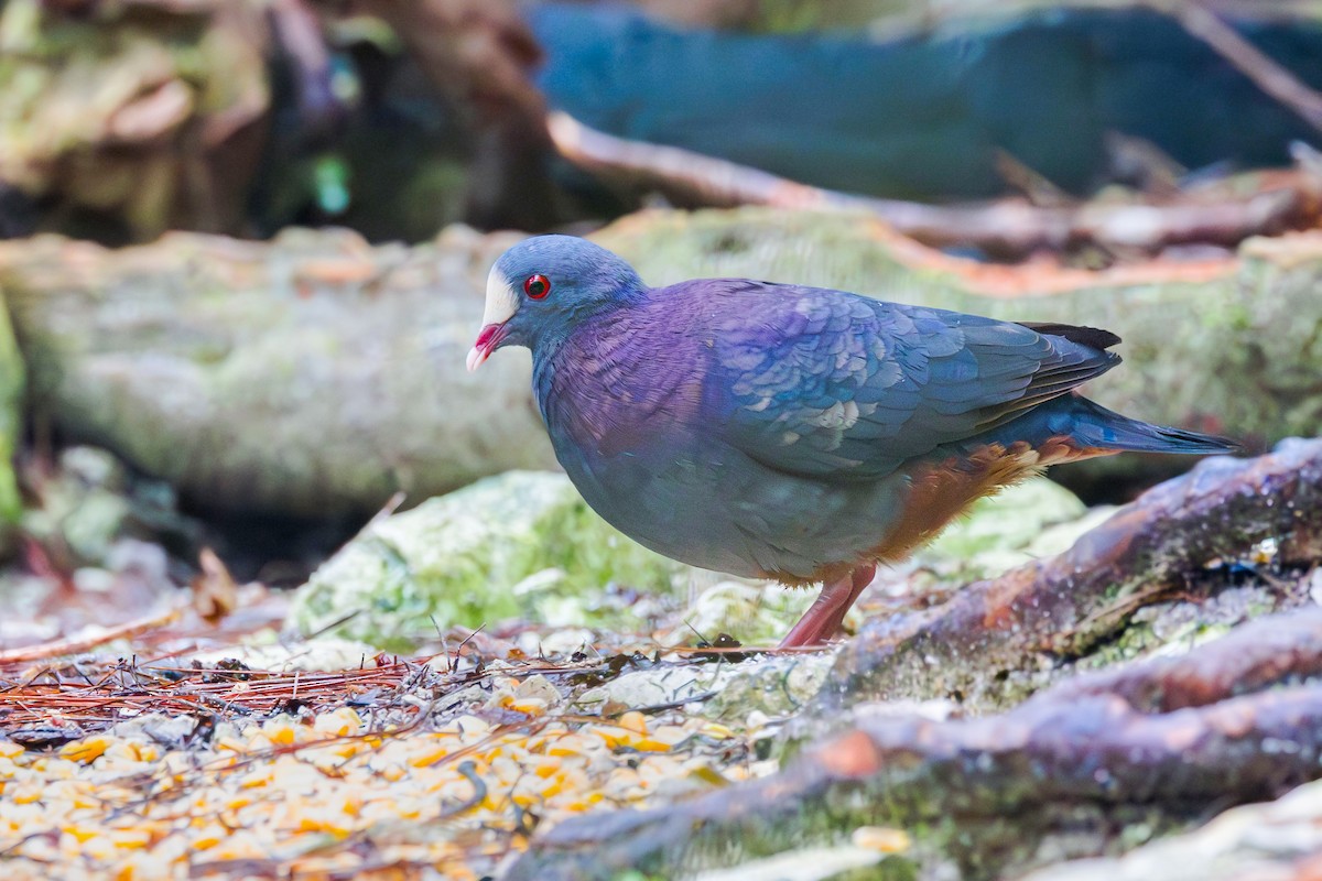 White-fronted Quail-Dove - ML617418844