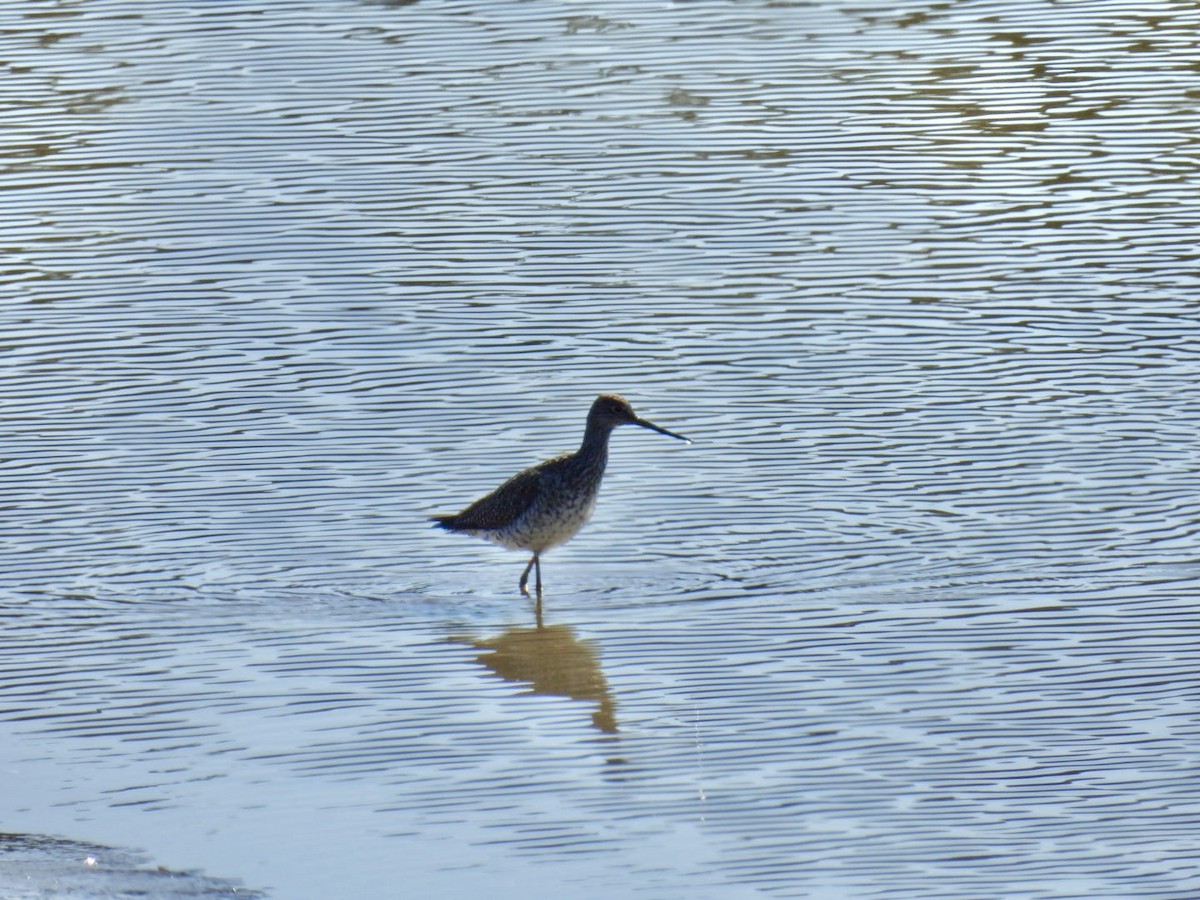 Greater Yellowlegs - ML617418853