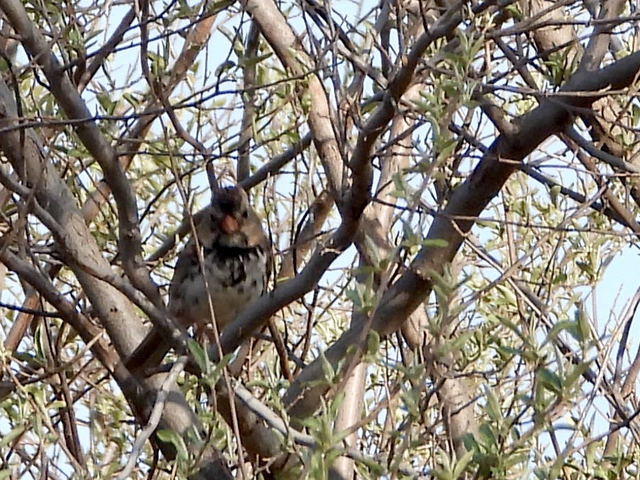 Harris's Sparrow - ML617418856