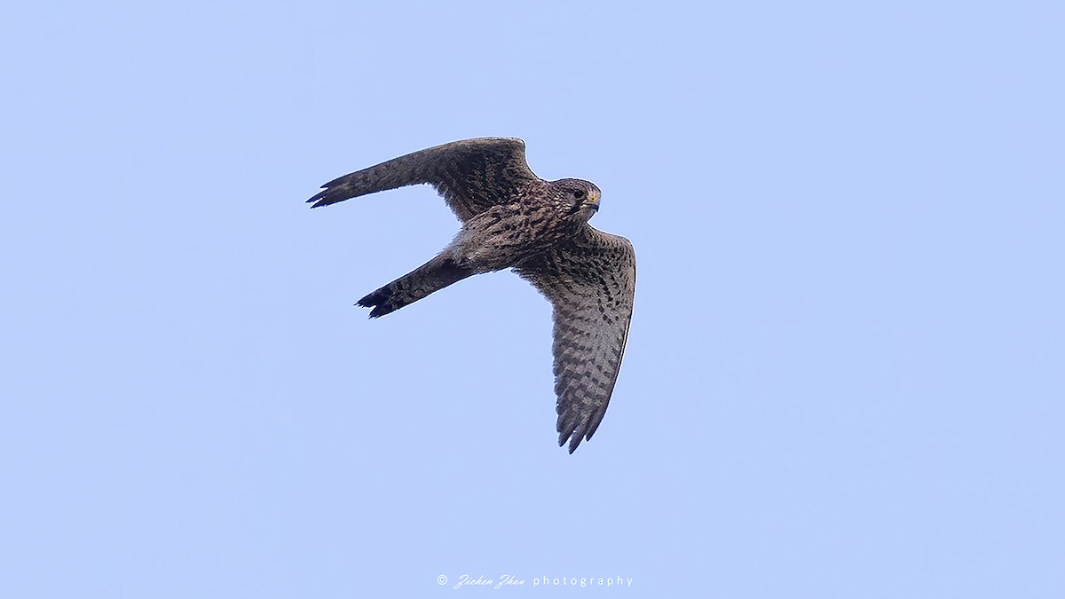 Eurasian Kestrel - ML617418860