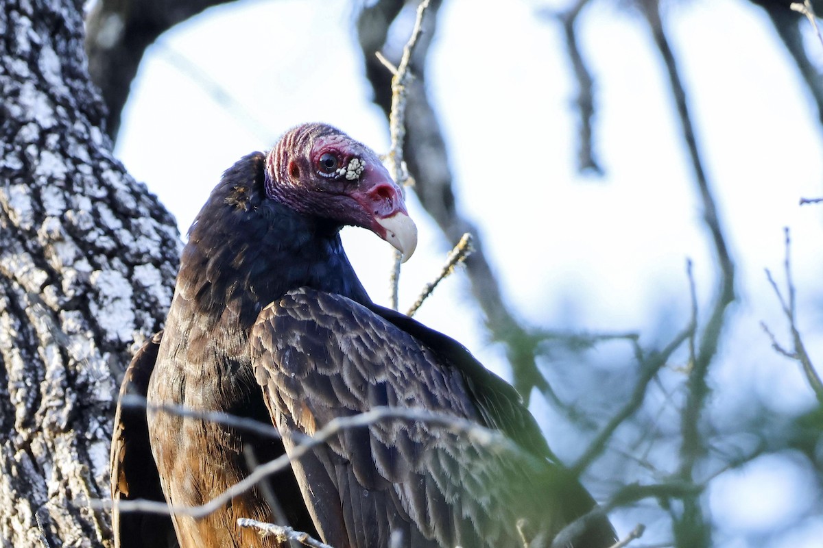 Turkey Vulture - ML617418861
