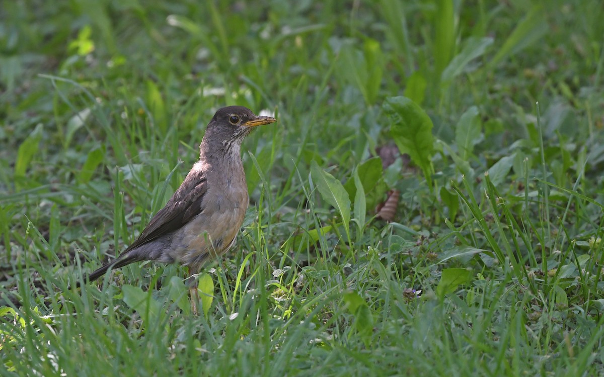 Austral Thrush (Magellan) - ML617418865