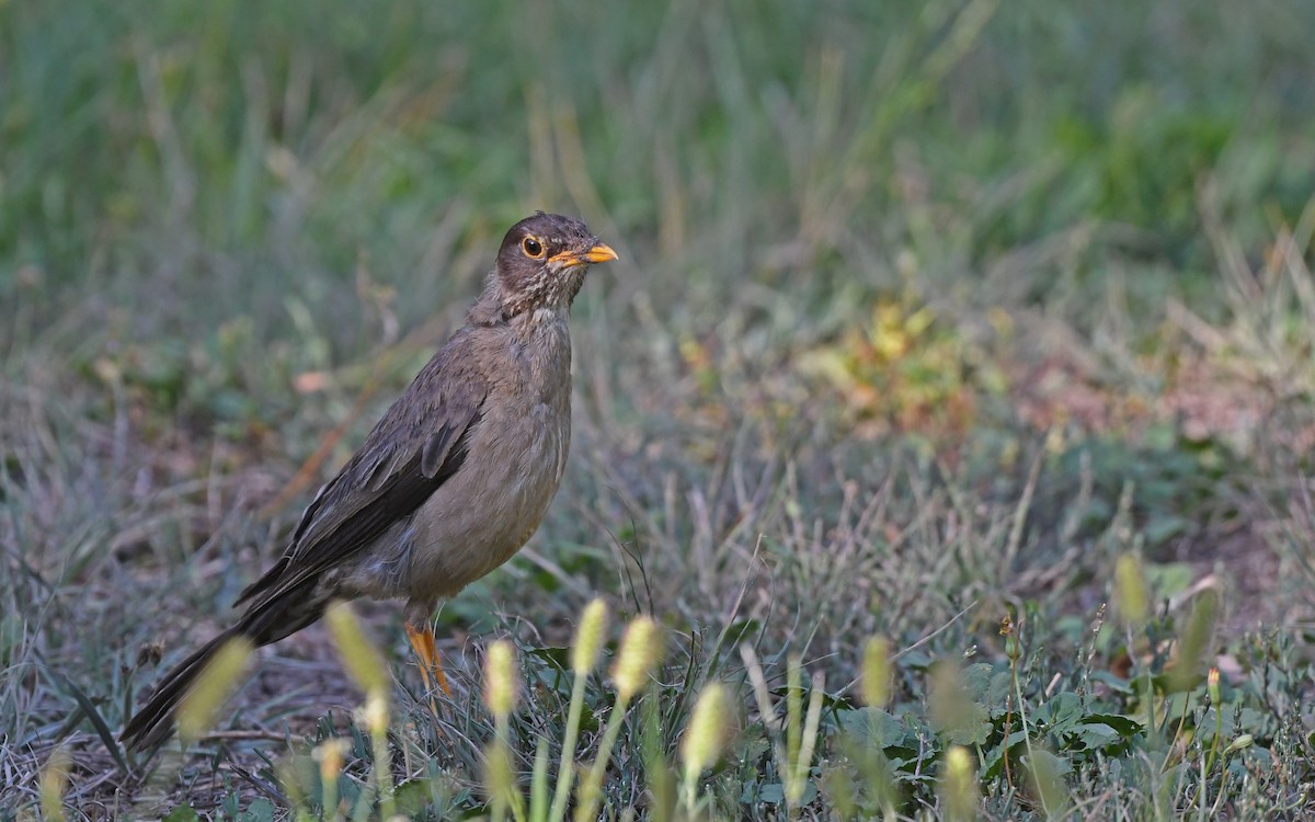 Austral Thrush (Magellan) - ML617418866