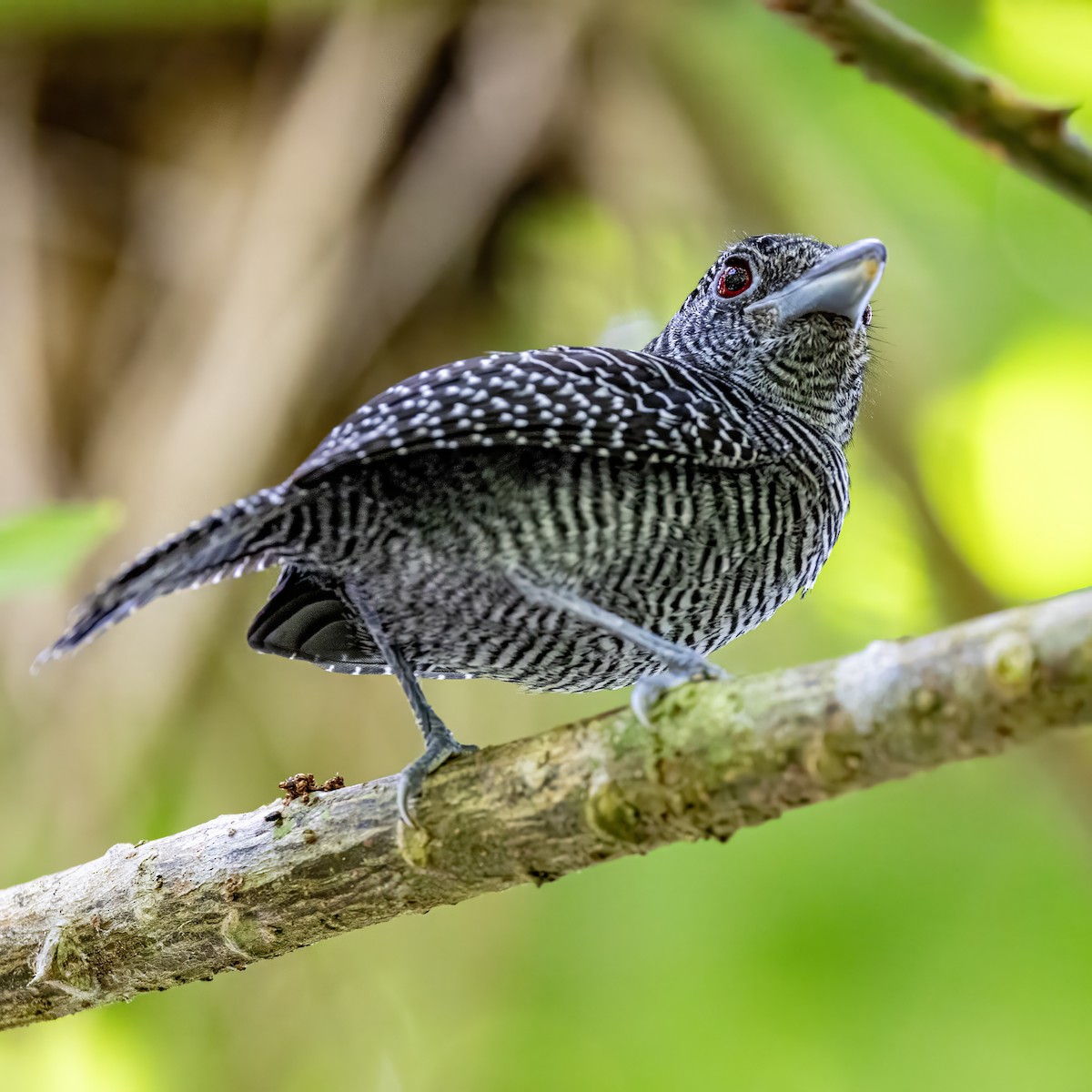 Fasciated Antshrike - Sandy & Bob Sipe