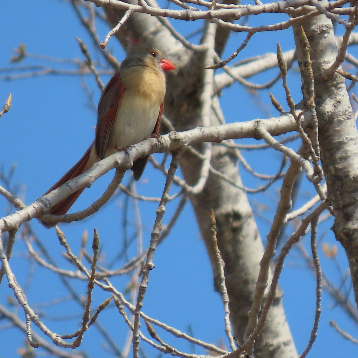 Northern Cardinal - Karen Lintala