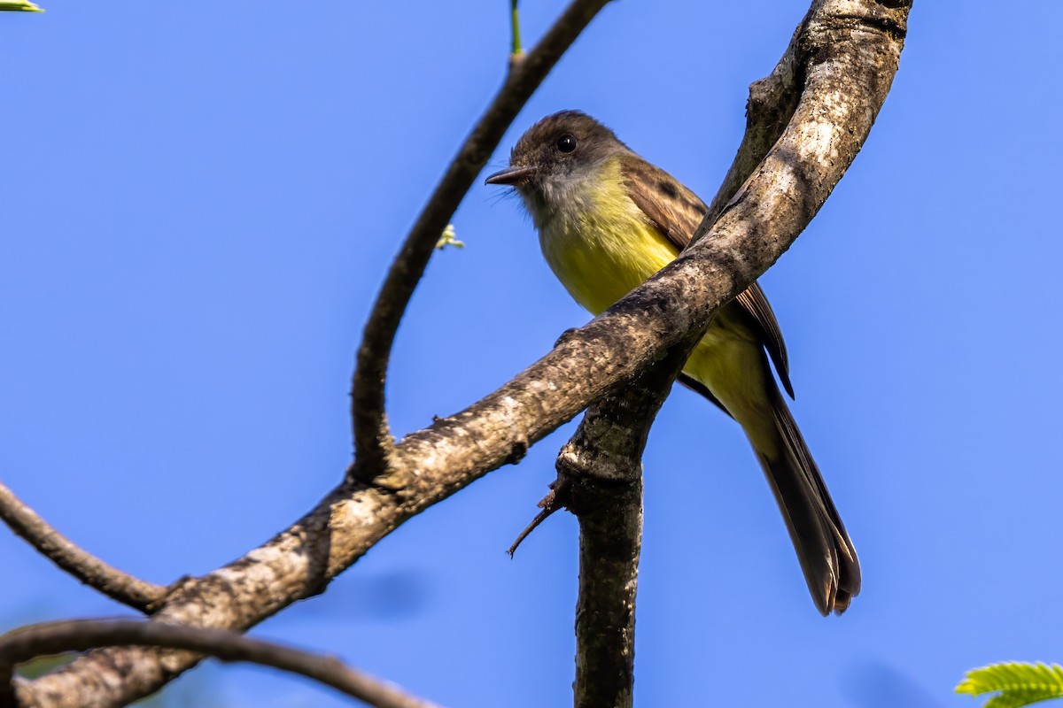 Panama Flycatcher - ML617418912