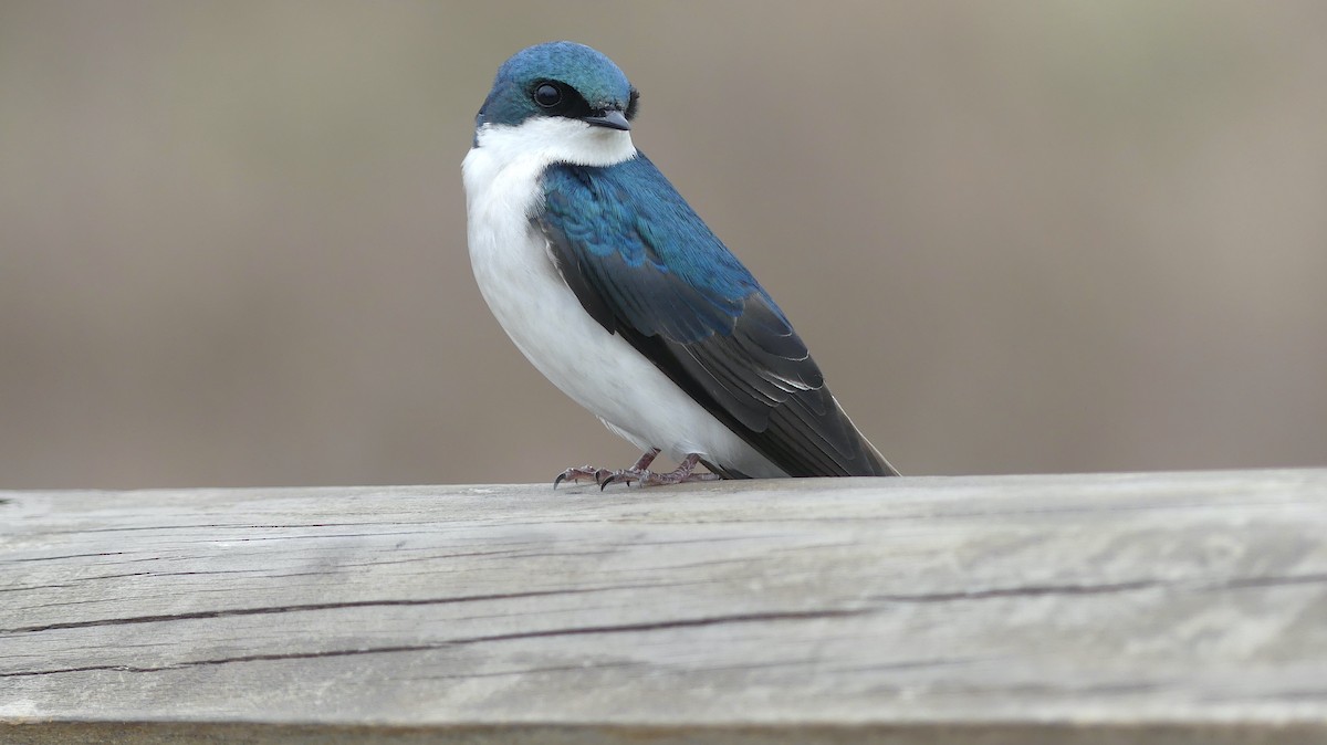 Golondrina Bicolor - ML617418917