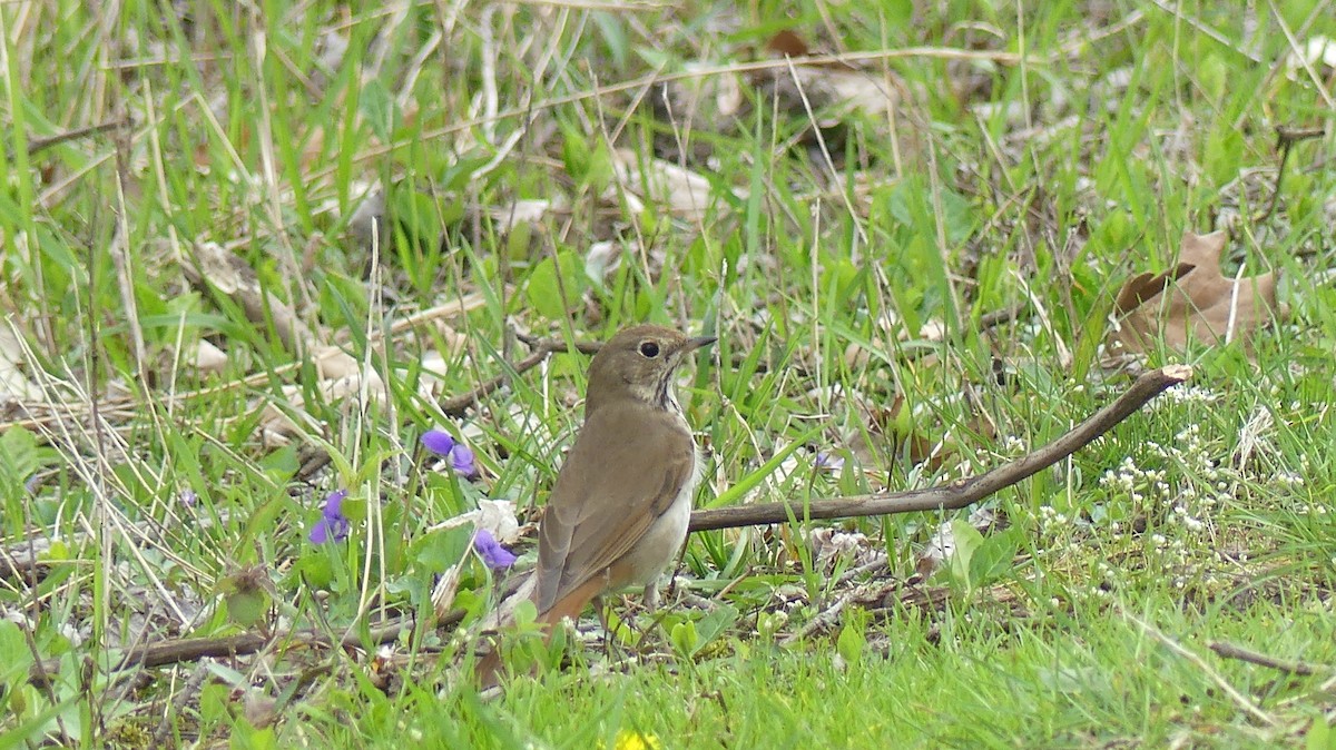 Hermit Thrush - ML617418928