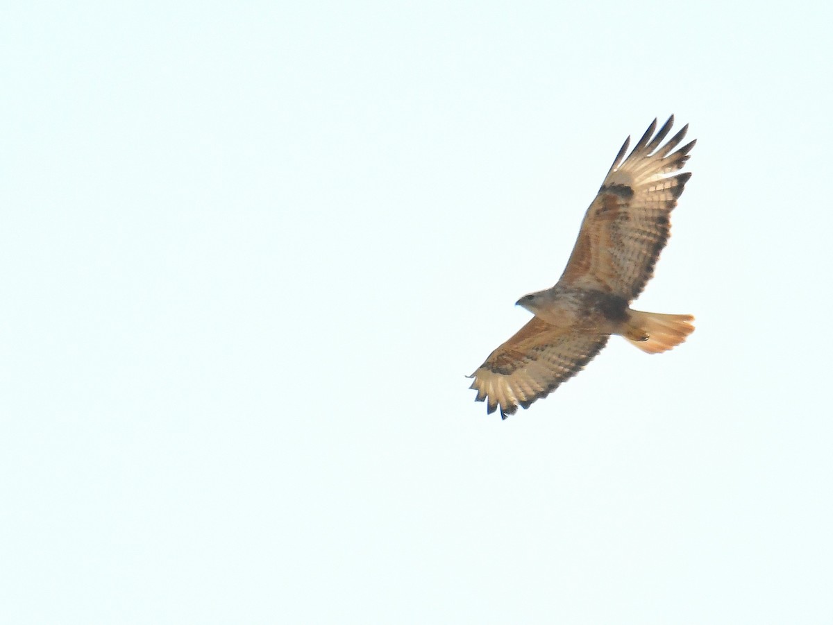 Long-legged Buzzard - ML617418975