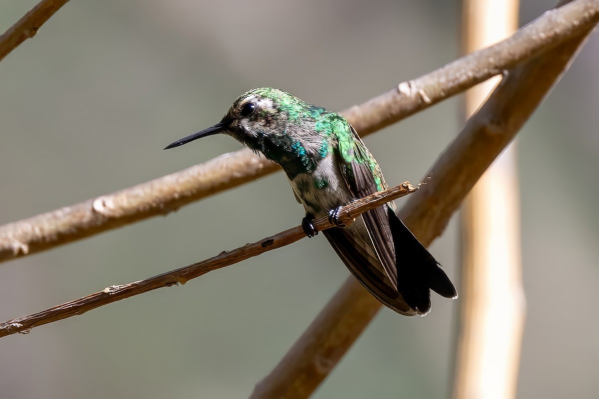 Garden Emerald - Sandy & Bob Sipe