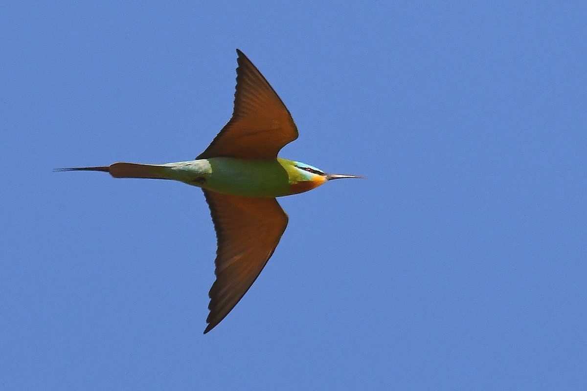 Blue-cheeked Bee-eater - ML617418995