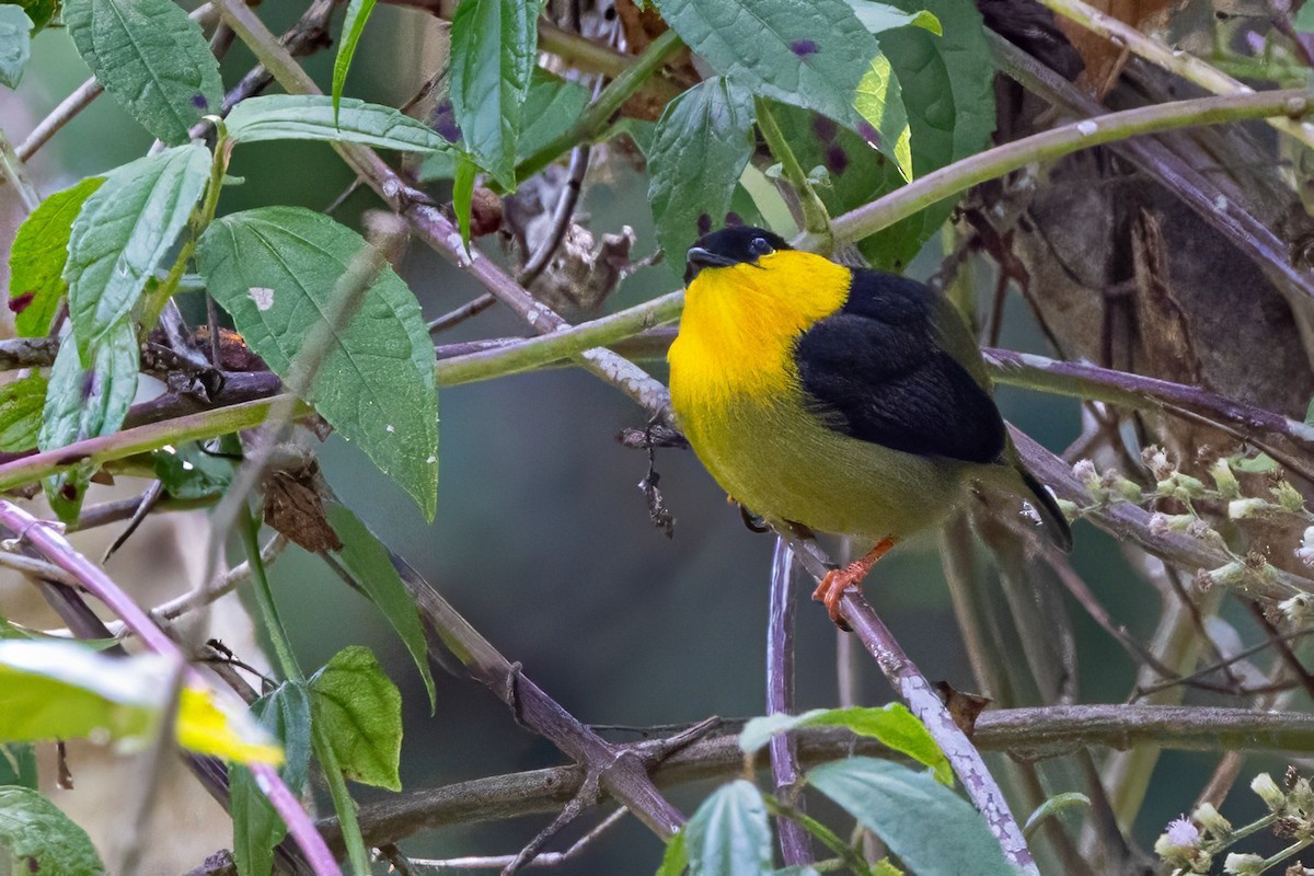 Golden-collared Manakin - ML617419001