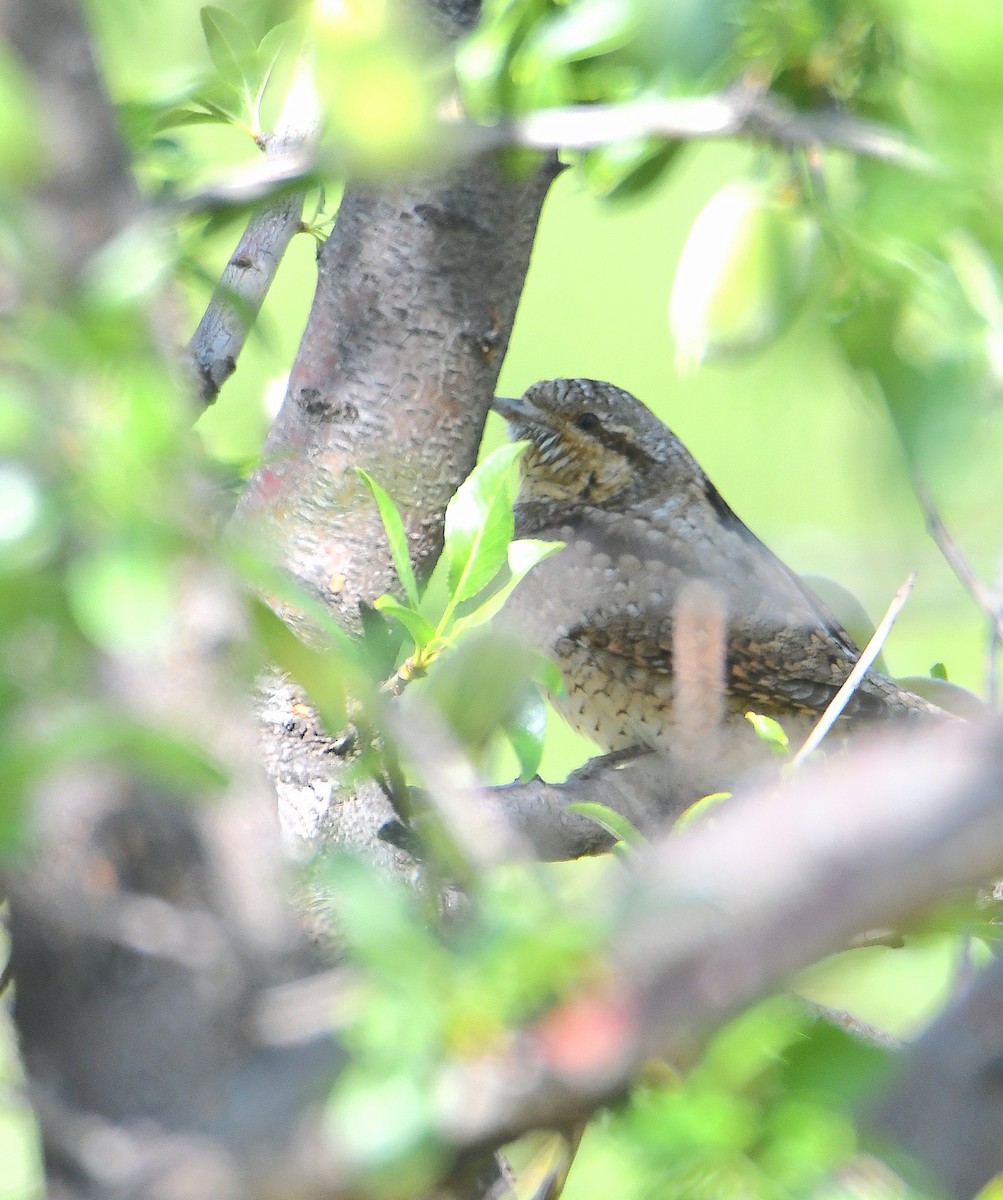 Eurasian Wryneck - ML617419007